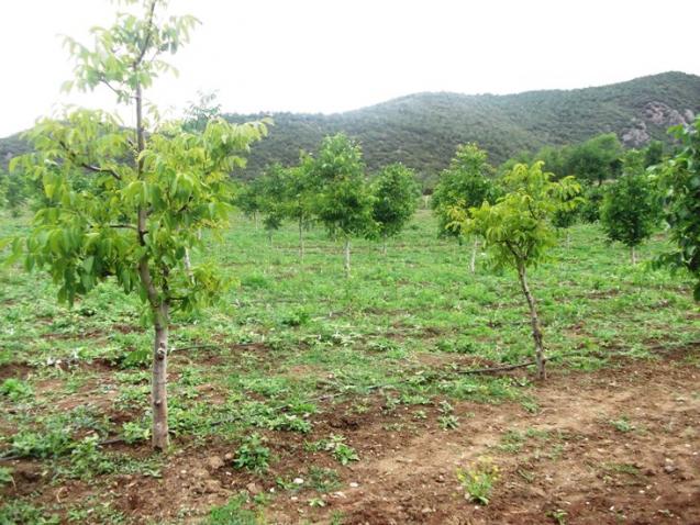Name:  niksar 004.jpg
Views: 1384
Size:  70.3 KB