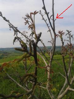 Name:  Ar7220.jpg
Views: 4010
Size:  20.0 KB