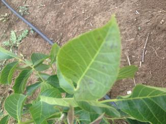 Name:  image (1).jpg
Views: 2007
Size:  18.2 KB