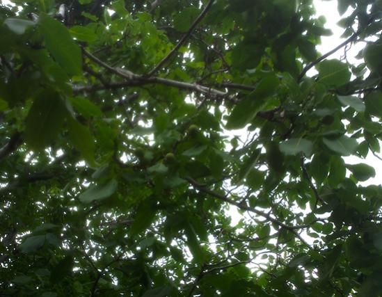 Name:  ceviz.jpg
Views: 2227
Size:  47.0 KB