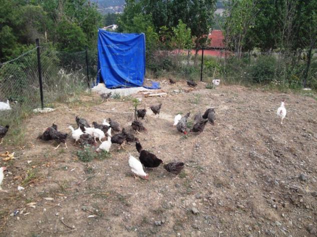 Name:  tavuklar 003.jpg
Views: 1379
Size:  70.5 KB