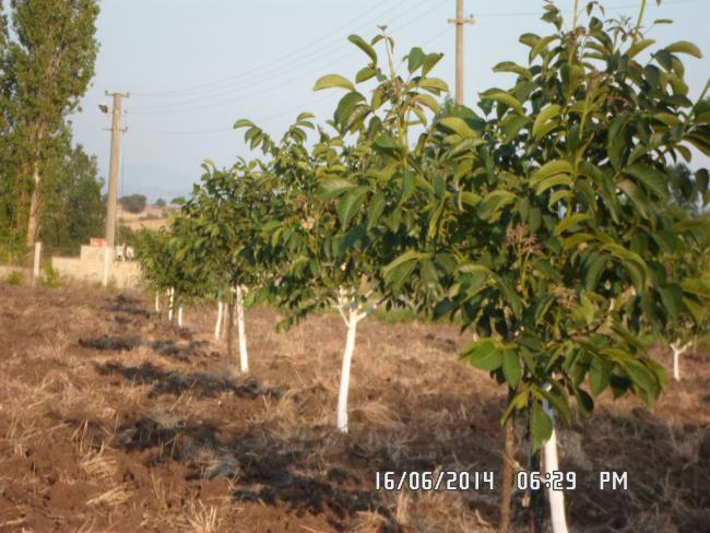 Name:  SAM_0409.jpg
Views: 2022
Size:  61.1 KB