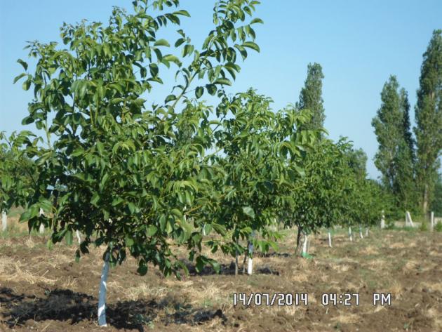 Name:  SAM_0416.jpg
Views: 2100
Size:  71.0 KB