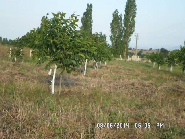 Name:  bahemdeki ceviz.jpg
Views: 2294
Size:  55.0 KB
