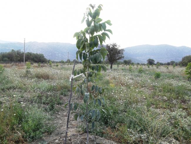Name:  bademaac 003.jpg
Views: 1246
Size:  59.2 KB