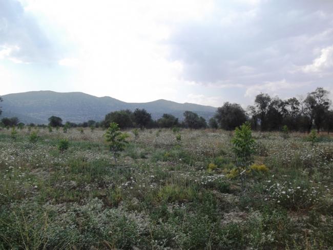 Name:  bademaac 004.jpg
Views: 1102
Size:  45.7 KB