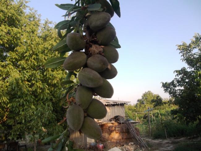Name:  bademaac 006.jpg
Views: 863
Size:  51.8 KB