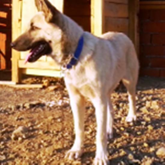 Name:  kpek2.jpg
Views: 3924
Size:  39.5 KB