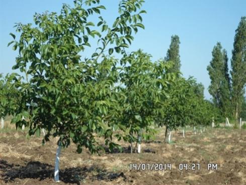 Name:  SAM_0416_Edited_Edited_0001.jpg
Views: 3899
Size:  41.2 KB
