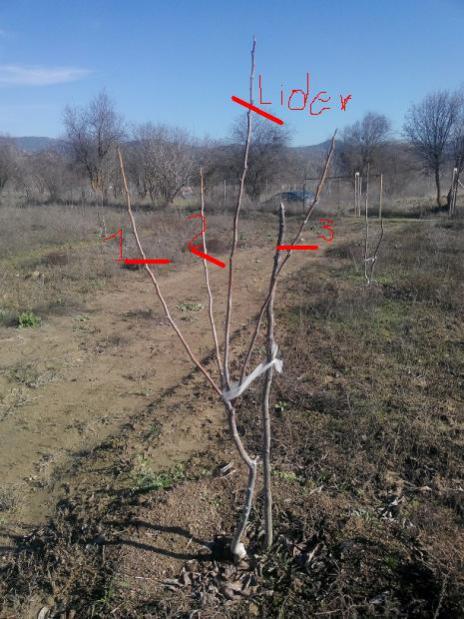 Name:  parmekltr fidan.jpg
Views: 3073
Size:  58.4 KB