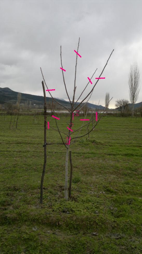 Name:  ceviz budama.jpg
Views: 2312
Size:  64.5 KB