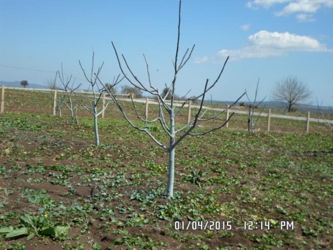 Name:  SAM_0450.jpg
Views: 4649
Size:  61.0 KB