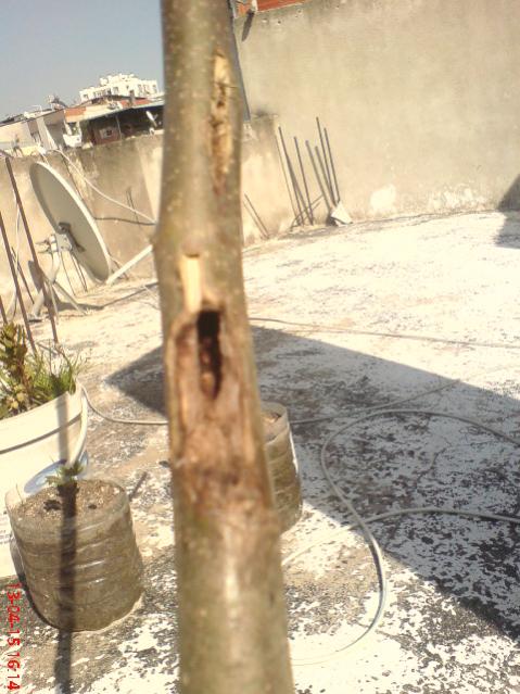 Name:  DSC04190.jpg
Views: 1573
Size:  54.7 KB