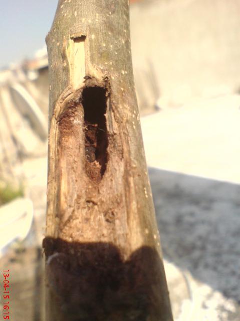 Name:  DSC04191.jpg
Views: 1634
Size:  31.0 KB