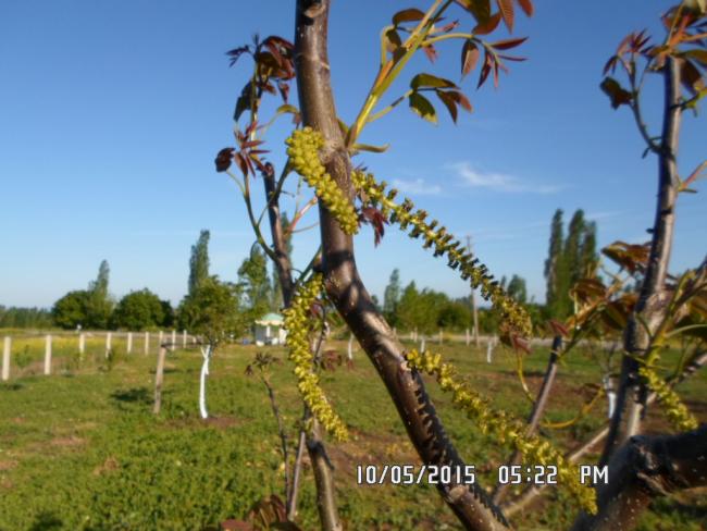 Name:  SAM_0459.jpg
Views: 1217
Size:  50.3 KB