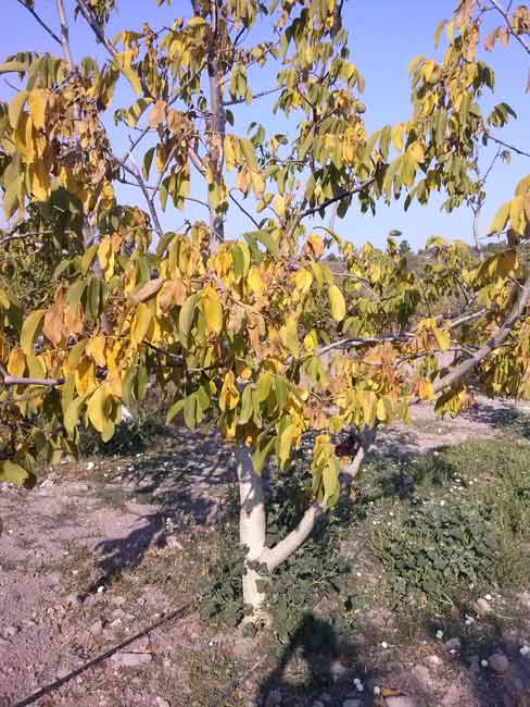 Name:  cevizyaprak1.jpg
Views: 16786
Size:  53.0 KB