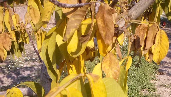 Name:  cevizyaprak.jpg
Views: 16213
Size:  52.8 KB