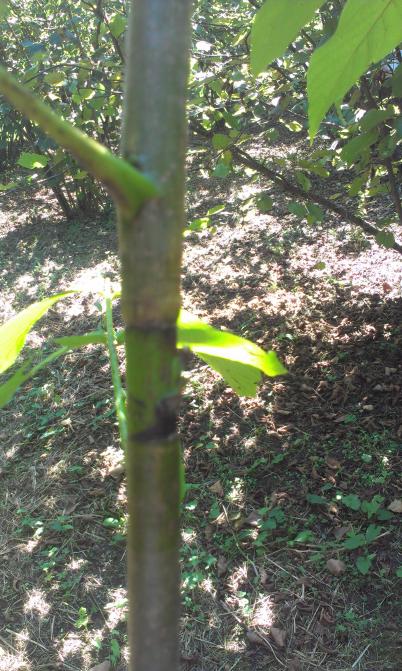 Name:  IMAG0339.jpg
Views: 2254
Size:  75.6 KB