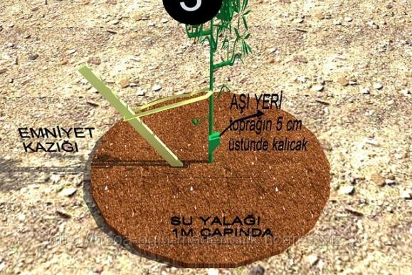Name:  ceviz dikim.jpg
Views: 2701
Size:  73.7 KB