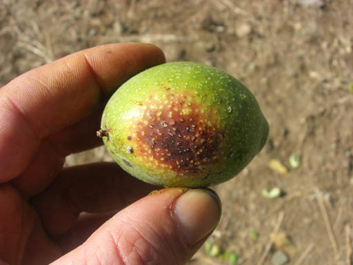 Name:  cevizde gne yankl.JPG
Views: 14799
Size:  47.5 KB