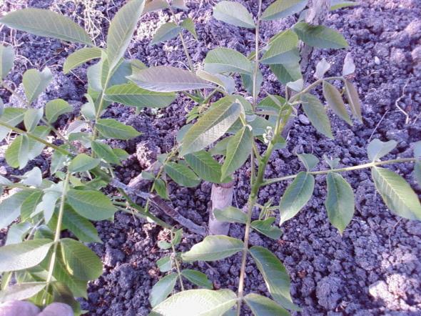 Name:  Fotoraf-0005.jpg
Views: 3264
Size:  72.4 KB