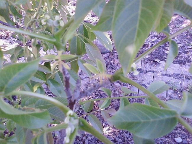 Name:  Fotoraf-0023.jpg
Views: 3181
Size:  61.6 KB