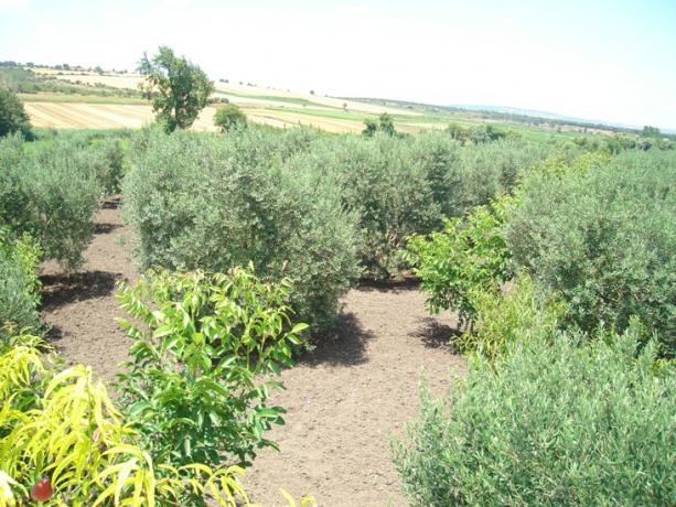 Name:  bahem.jpg
Views: 3722
Size:  71.1 KB