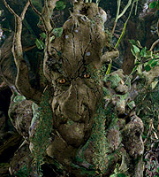 Name:  ent-warrior2.jpg
Views: 4199
Size:  24.8 KB