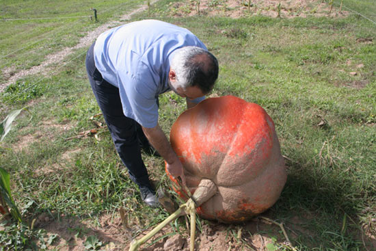 Name:  balkabagi.jpg
Views: 5249
Size:  66.6 KB