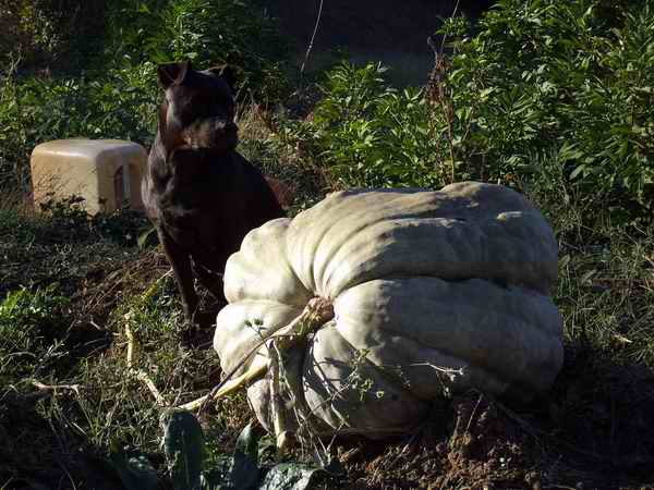 Name:  DSCF0787.JPG
Views: 1241
Size:  49.4 KB