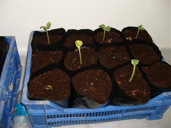 Name:  sahibinden_dill's atlantic pumpkin 001.jpg
Views: 3022
Size:  49.0 KB