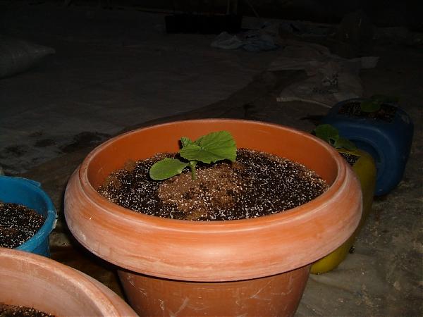 Name:  sahibinden_S7301564.jpg
Views: 2518
Size:  36.5 KB