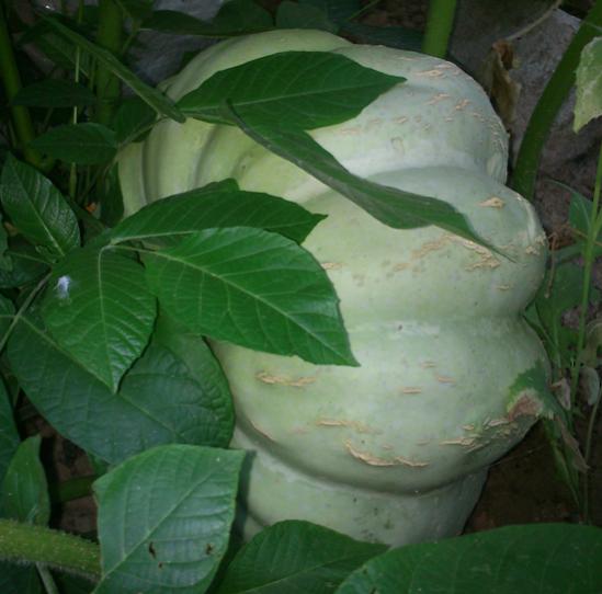 Name:  bal_kabagi_2.jpg
Views: 3226
Size:  34.8 KB