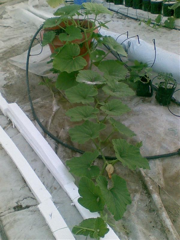 Name:  sahibinden_Grnt011.jpg
Views: 1306
Size:  73.3 KB