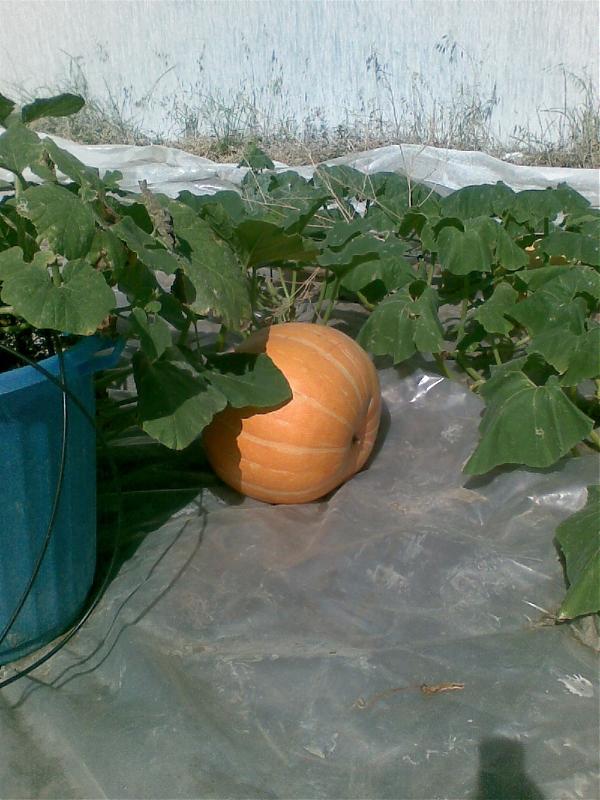 Name:  sahibinden_Grnt003.jpg
Views: 772
Size:  72.9 KB