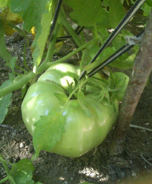 Name:  giant-tomato.jpg
Views: 4873
Size:  44.3 KB