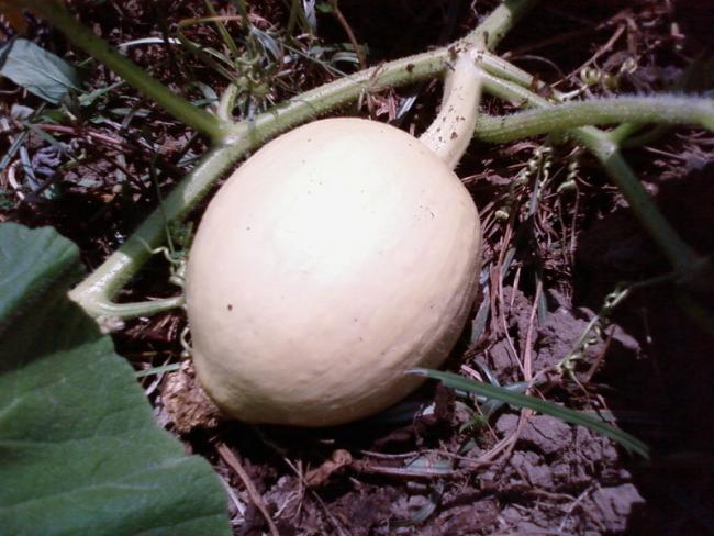 Name:  Todorun gnderdii kabaklar.jpg
Views: 960
Size:  51.2 KB