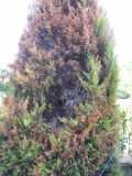 Name:  Bitki hastaligi 003.jpg
Views: 1667
Size:  7.3 KB