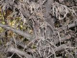 Name:  Bitki hastaligi 004.jpg
Views: 1557
Size:  10.1 KB