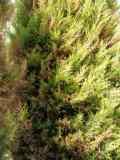 Name:  Bitki hastaligi 005.jpg
Views: 1626
Size:  7.4 KB