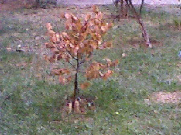 Name:  erguvan2.jpg
Views: 3765
Size:  47.1 KB