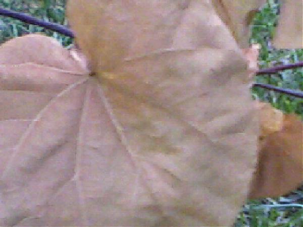Name:  Photo0023.jpg
Views: 3418
Size:  31.2 KB