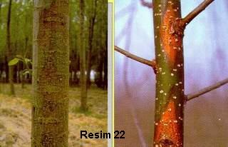 Name:  22.jpg
Views: 2916
Size:  13.3 KB
