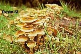 Name:  23.jpg
Views: 3103
Size:  14.0 KB