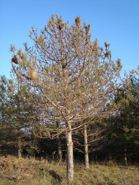 Name:  Budama bakm 59.jpg
Views: 1804
Size:  72.4 KB