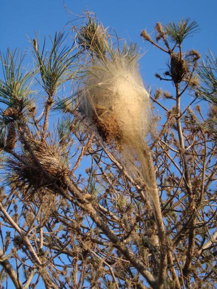 Name:  Budama bakm 62.jpg
Views: 3405
Size:  75.2 KB