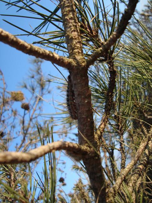Name:  Budama bakm 64.jpg
Views: 1769
Size:  80.0 KB