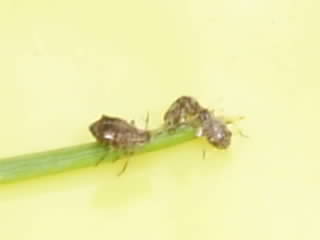 Name:  resim      (15).JPG
Views: 8521
Size:  6.3 KB