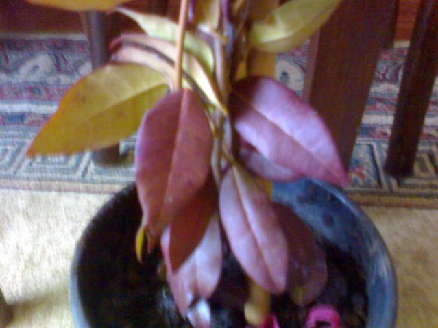 Name:  ABCD0002.jpg
Views: 757
Size:  37.5 KB