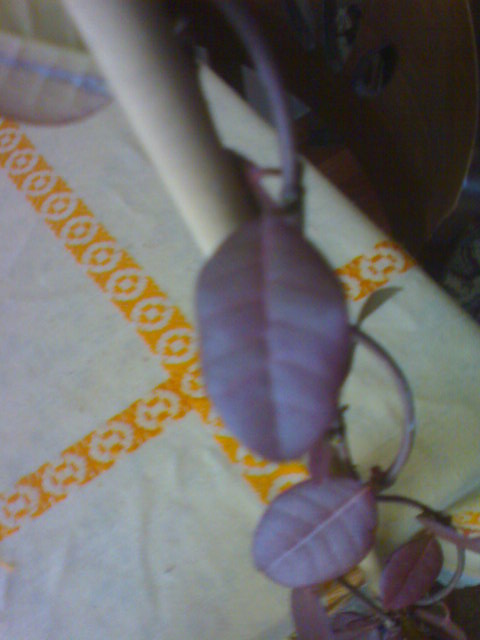 Name:  ABCD0003.JPG
Views: 774
Size:  50.2 KB